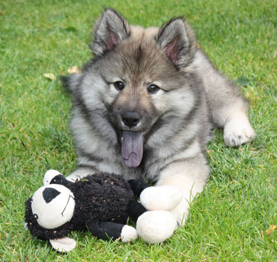 Ein grauer Eurasier-Welpe (Balou) auf dem Rasen mit seinem Spieltierchen aus Stoff.