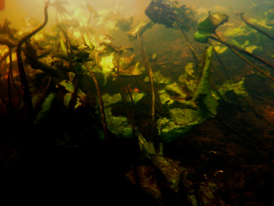 Das Foto zeigt eine abstrakte Verfremdung einer Unterwasser-Aufnahme. Man kann noch die Blätter erkennen, sie wirken aber durch die Farbverstärung und der leichten unschärfe fremdartig.