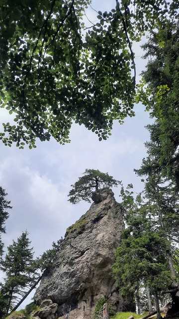 Steiler Felsen, auf dem oben ein kleiner Laubbaum wächst. Rundherum Bäume und über dem Felsen bewölkter Himmel. 