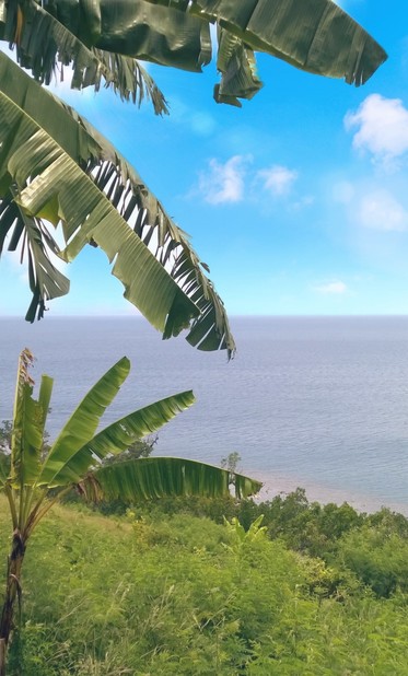 A serene coastal scene with banana trees in the foreground, overlooking a calm blue ocean under a clear sky.

Eine ruhige Küstenszene mit Bananenbäumen im Vordergrund, mit Blick auf einen ruhigen blauen Ozean unter einem klaren Himmel.