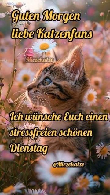 Ein Kätzchen auf der Blumenwiese. Dazu steht:

Guten Morgen liebe Katzenfans 

Ich wünsche Euch einen stressfreien schönen Dienstag 

@Miezekatze