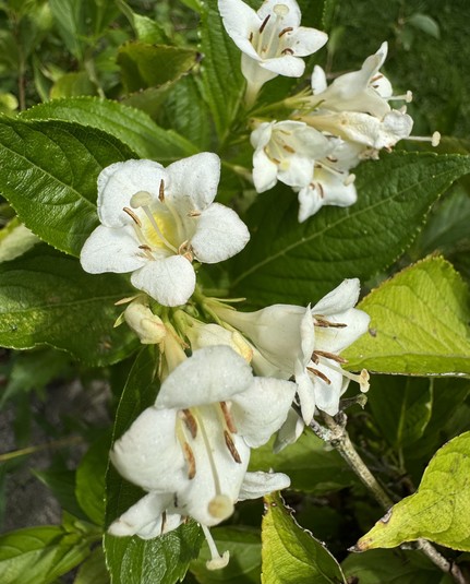 weiße Blüten, drumherum Grün