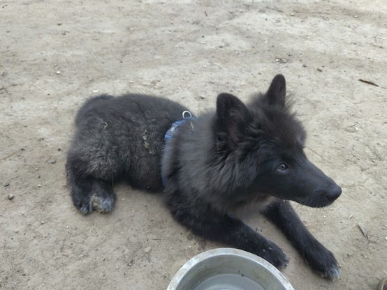 Ein sehr schmutziger schwarzer Hund