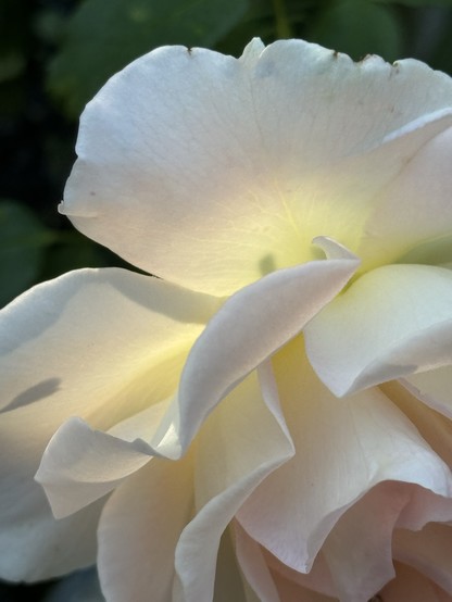 Close-up of a white rose with delicate petals and a soft yellow center.

Nahaufnahme einer weißen Rose mit zarten Blütenblättern und einer weichen gelben Mitte. Die Sonne beleuchtet ein Rosenblatt von hinten.