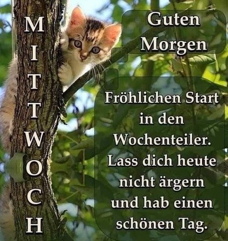 Ein Kätzchen auf einem Baum. Dazu steht:

MITTWOCH 

Guten Morgen 

Fröhlichen Start in den Wochenteiler. Lass dich heute nicht ärgern und hab einen schönen Tag.