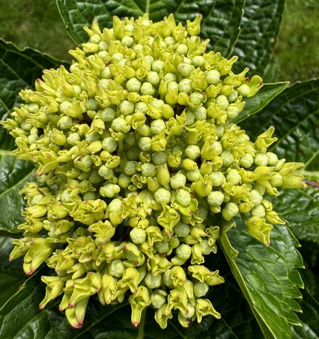 grüne Knospen einer Hortensienblüte 