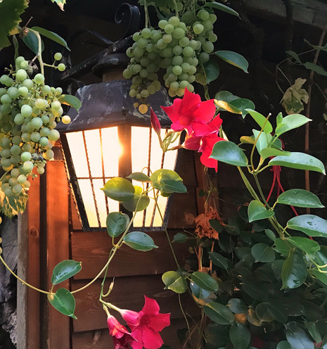 An einem Holzschuppen hängende Gartenlampe, drumherum rote Blüten und grüne Weintrauben