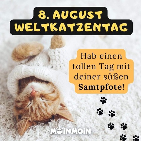 Ein Kätzchen liegt im Wollkleidchen auf einer Wolldecke.  Dazu steht:

8. AUGUST   WELTKATZENTAG 

Hab einen tollen Tag mit deiner süßen Samtpfote!

(Moin Moin)