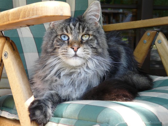 Kater mit zwei unterschiedlich gefärbten Augen liegt auf einem Holzgartenstuhl mit grünkarierter Auflage