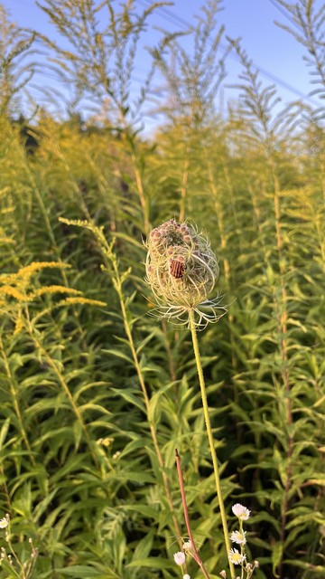 A close-up of a striped bug on a budding wildflower, set against a background of tall greenery.