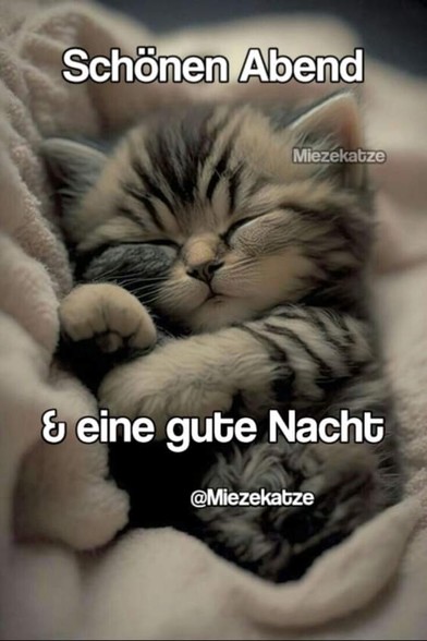 Ein kleines Kätzchen in einer Kuscheldecke. 

Dazu steht: 

Schönen Abend & eine gute Nacht 

@Miezekatze