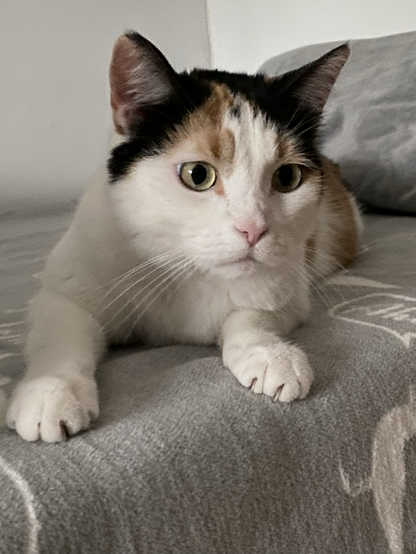 A white cat is lying on a grey blanket. Her Head is in the center of the picture. Her wide open eyes and her face are looking concerned and worried.