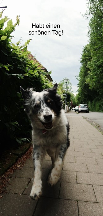 A happy dog walking on a sidewalk with green bushes on the left and parked cars in the background. The text 