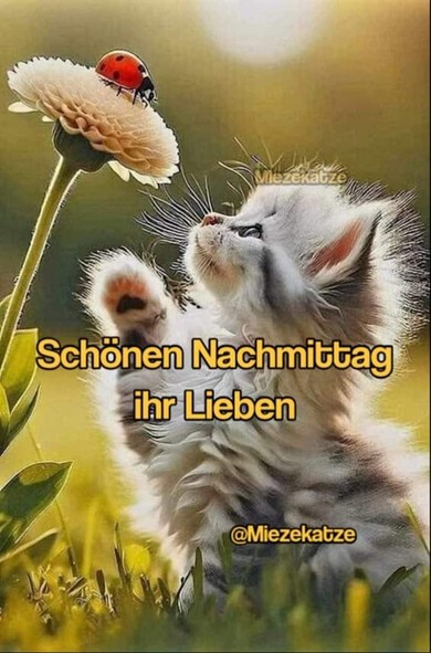 Eine Katze vor einer Blume mit Marienkäfer drauf. Dazu steht: 
Schönen Nachmittag ihr Lieben 

@Miezekatze