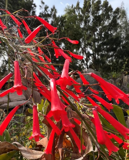 Close-up of vibrant red tubular flowers against a backdrop of green leaves and trees.

Nahaufnahme von leuchtend roten Röhrenblumen vor dem Hintergrund grüner Blätter und Bäume.