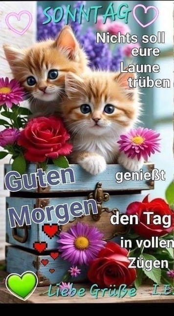 Zwei Kätzchen auf einer Kiste mit viel Blumen drumherum. Dazu steht:

SONNTAG 

 Nichts soll eure Laune trüben 

Guten Morgen 

genießt den Tag in vollen Zügen 

Liebe Grüße                                                    I.E.