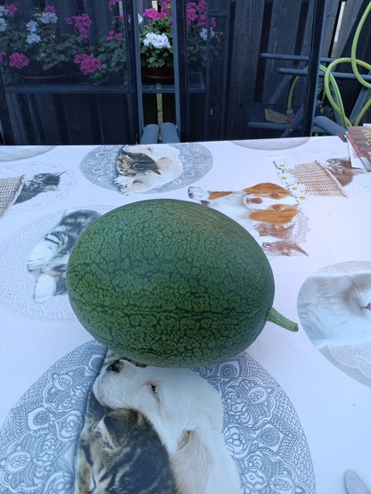 Eine frisch geerntete Wassermelone auf einem Tisch