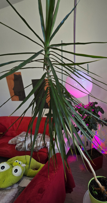 Drachenbaum (Dracaena flex) in viel zu kleinem, grünen Topf neben einer roten Sofagarnitur mit grünem Plüschfrosch darauf.