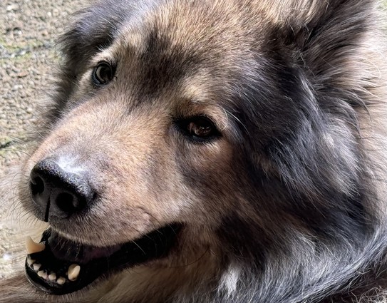 Eurasier Balou schaut freundlich in die Kamera