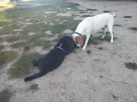 Ein schwarzer und ein weißer Hund spielen miteinander.