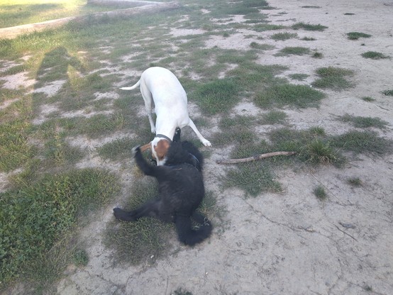 Ein schwarzer und ein weißer Hund spielen miteinander.