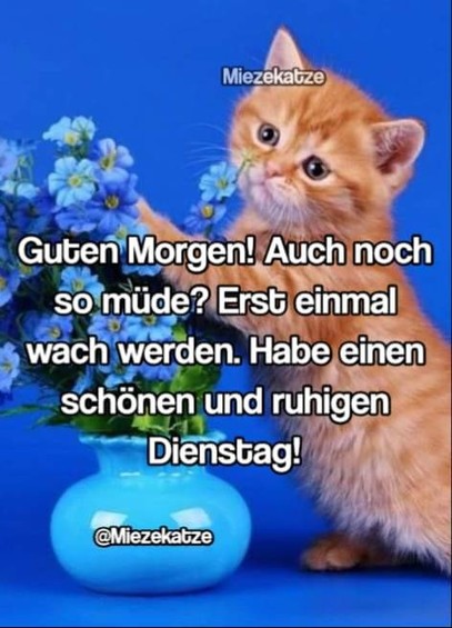 Eine Katze an einer blauen Blumenvase mit blauen Blumen. Dazu steht:

Guten Morgen! Auch noch so müde? Erst einmal wach werden. Habe einen schönen und ruhigen Dienstag!

@Miezekatze