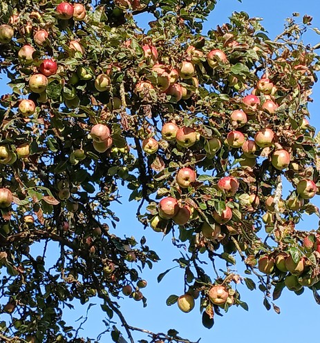 Äste eines Apfelbaumes voller reifer Äpfel