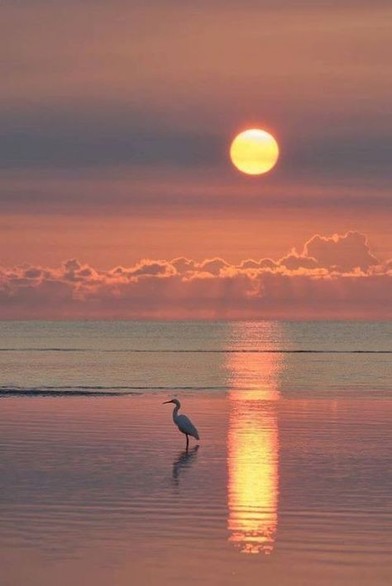 Sonnenuntergang über dem ruhigen Meer, im Vordergrund ein Kranich, orangegelbe Farben
Quelle: Melanie Kremer, Pinterest