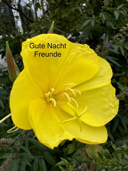 A close-up of a bright yellow flower with multiple petals, surrounded by green foliage. The text 