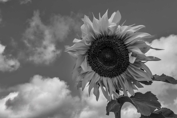 Schwarzweißfotografie im Format 3:2 Landscape. Die große Blüte einer Sonnenblume, schräg von unten, gegen einen Himmel mit großen Kumuluswolken fotografiert.