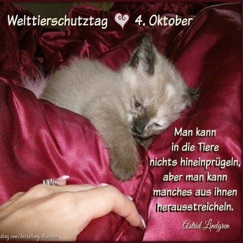 Ein kleines Kätzchen im kuscheligen Bettchen, ihr Vorderpfötchen streckt es einer sich ihr näherkommender Frauenhand entgegen. 
Dazu steht:

Welttierschutztag ❤ 4. Oktober 

Man kann in die Tiere nichts hineinprügeln, aber man kann manches aus ihnen herausstreicheln.

(Astrid Lindgren)

(abay.com/Gestaltung: Marliese)