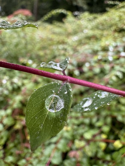 Regentropfen auf einem grünen Blatt. Makroaufnahme 