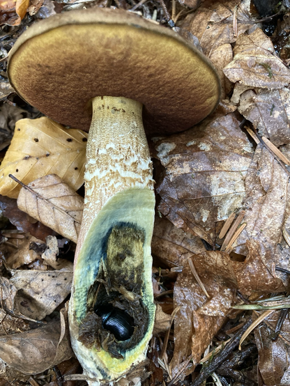 Ein Blau schillernder Käfer hat es sich im Stiel eines Hexenröhrlings gemütlich gemacht. Der Pils liegt auf dem Waldboden und wurde am Stiel aufgeschnitten.