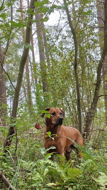 Ridgeback im Unterholz