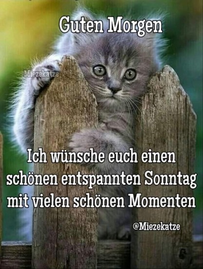 Ein grauhaariges Kätzchen schaut zwischen den Latten eines Zaunes durch. Dazu steht:

Guten Morgen 

Ich wünsche euch einen schönen entspannten Sonntag mit vielen schönen Momenten 

@Miezekatze