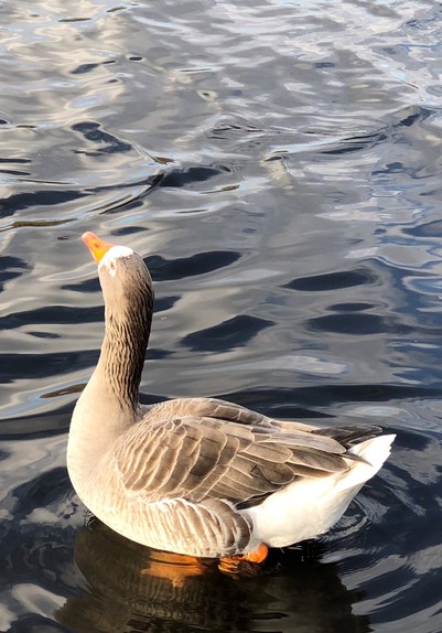 A gray goose is swimming on calm water, with ripples reflecting light. The goose has a distinctive orange beak and feet, and its head is turned slightly upward.

Eine graue Gans schwimmt auf ruhigem Wasser, mit Wellen, die das Licht reflektieren. Die Gans hat einen markanten orangefarbenen Schnabel und Füße, und ihr Kopf ist leicht nach oben gedreht.