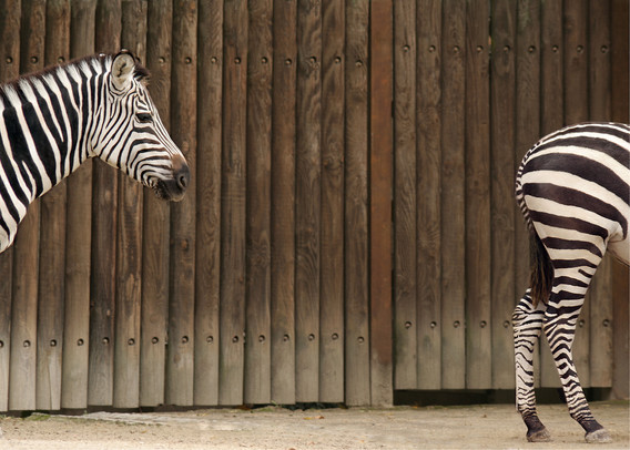 Im Hintergrund eine Holzwand. Links und rechts je eine Hälfte von Zebras. Zur Erklärung. Der linke Zebrahengst trottete seinem Zebraweibchen hinterher. Um den Witz ins Bild zu bringen fotografierte ich links nur den Kopf Schulter-VorderbeineBereich und rechts mehr das Hinterteil-Hinterbeine