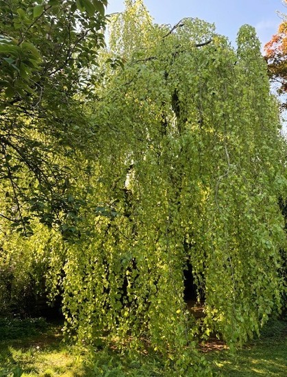 Unsere Trauerbuche im hellgrünen Frühlingslaub (Mai24) , das später dunkler wird, darüber blauer Himmel