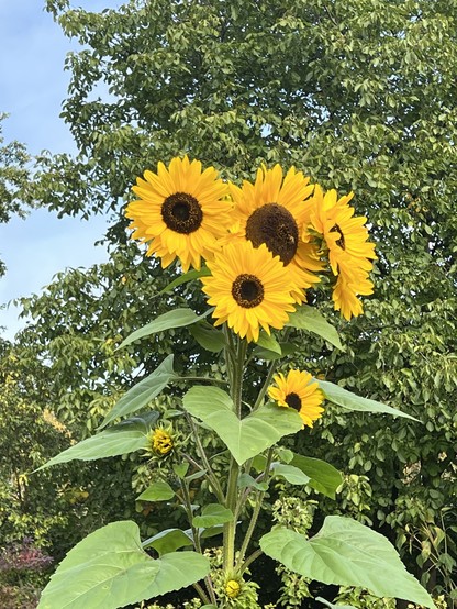 A cluster of bright yellow sunflowers with dark centers, surrounded by green leaves and trees in the background. The sky is partly cloudy.

Eine Ansammlung von leuchtend gelben Sonnenblumen mit dunklen Zentren, umgeben von grünen Blättern und Bäumen im Hintergrund. Der Himmel ist teilweise bewölkt.