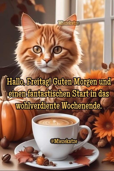 Ein braunes Kätzchen bei einer Tasse Kaffee.  Daneben ein Kürbis und Margaretenblumen. Dazu steht:

Hallo, Freitag! Guten Morgen und einen fantastischen Start in das wohlverdiente Wochenende. 

@Miezekatze