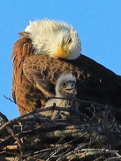 Ein Adler und ein Adlerjunges in einem Adlerhorst,
blauer Himmel
Quelle: Waraparra, Pinterest