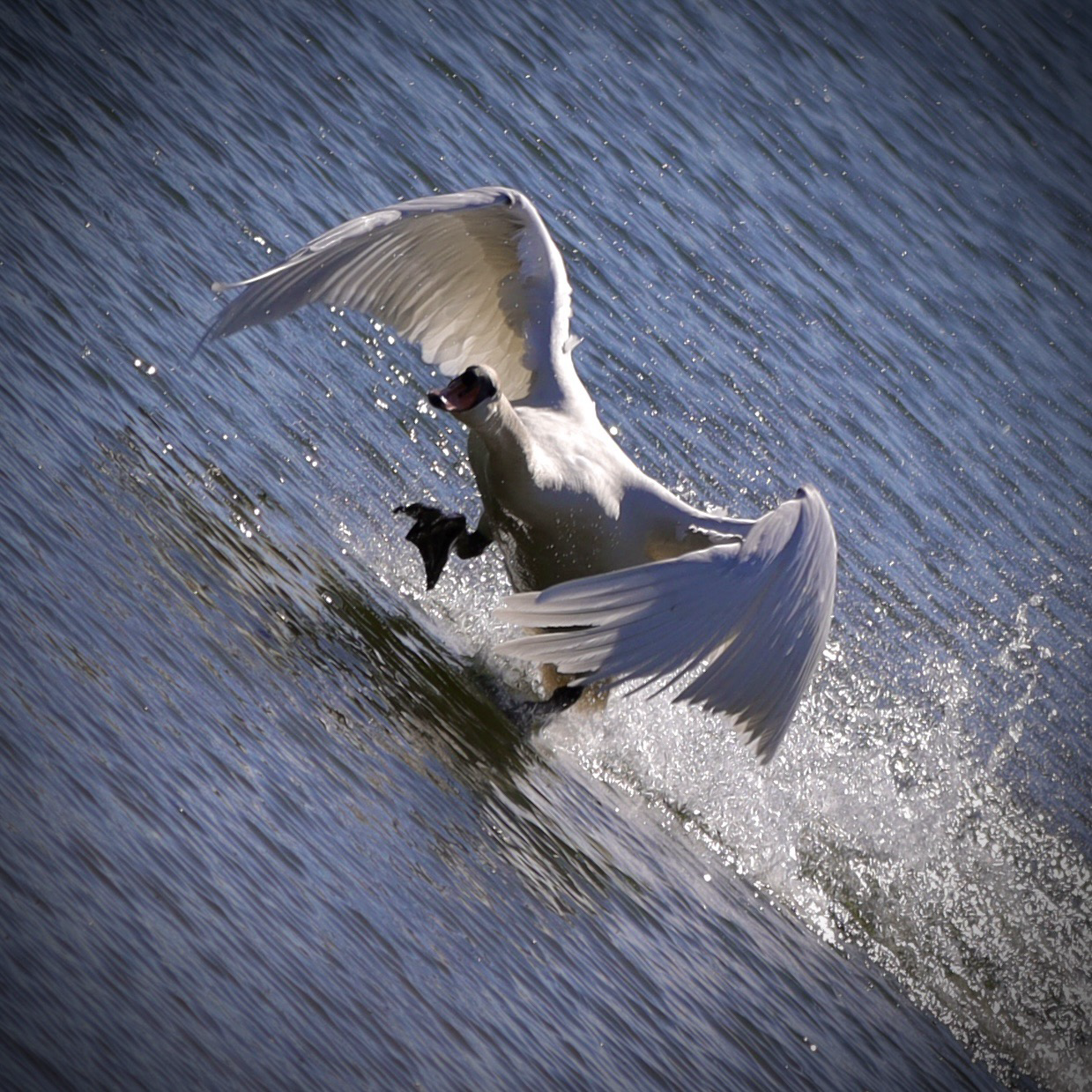 Ein Schwan startet zum Abflug und läuft schwingenschwingend mit großen schwarzen Füßen übers Wasser, wo er eine spritzende Spur hinter sich her zieht. Das Foto ist nach rechts gekippt, und der Vogel scheint sich bergauf zu kämpfen. 