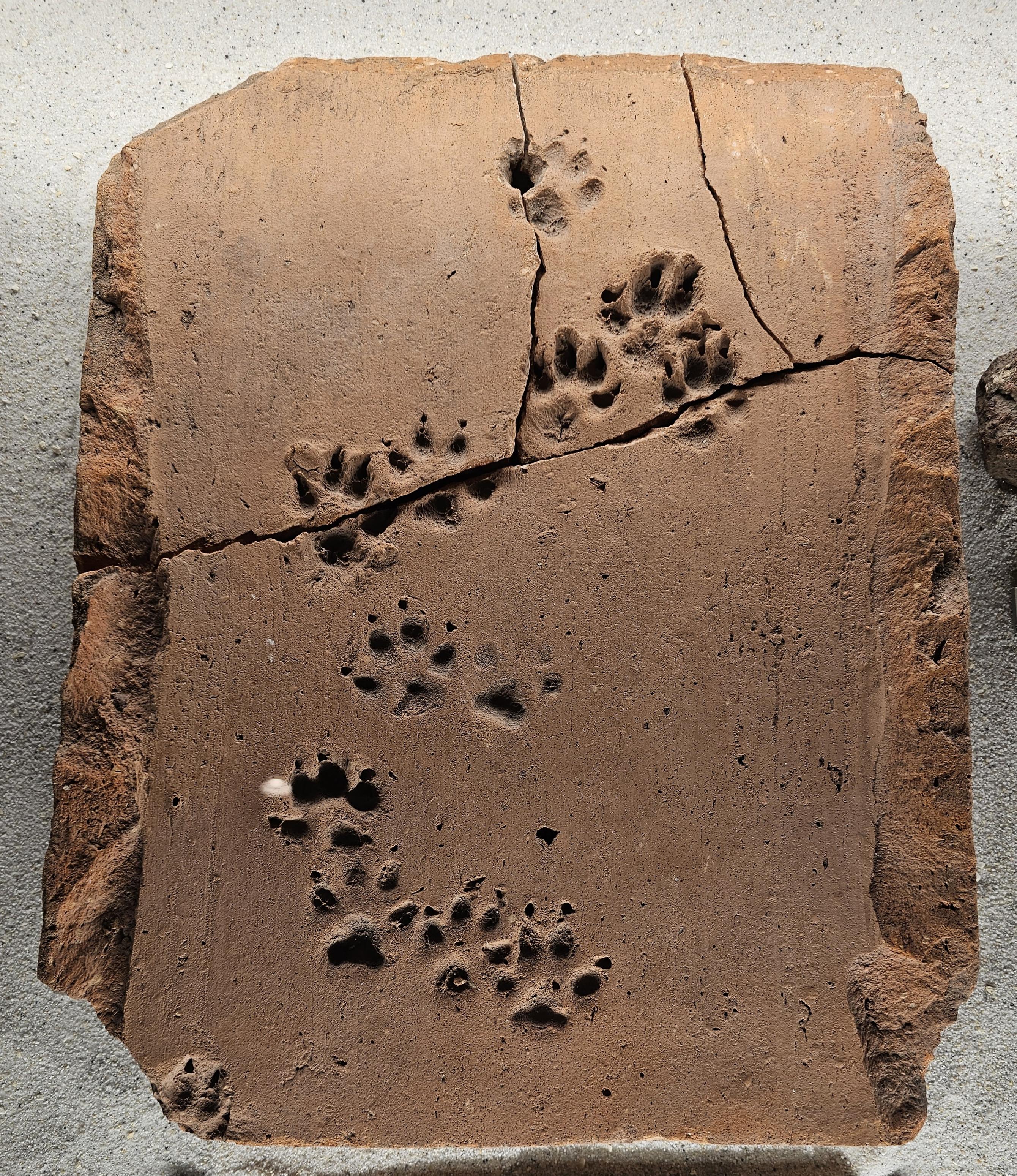 A Roman tile with 13 dog's paws prints