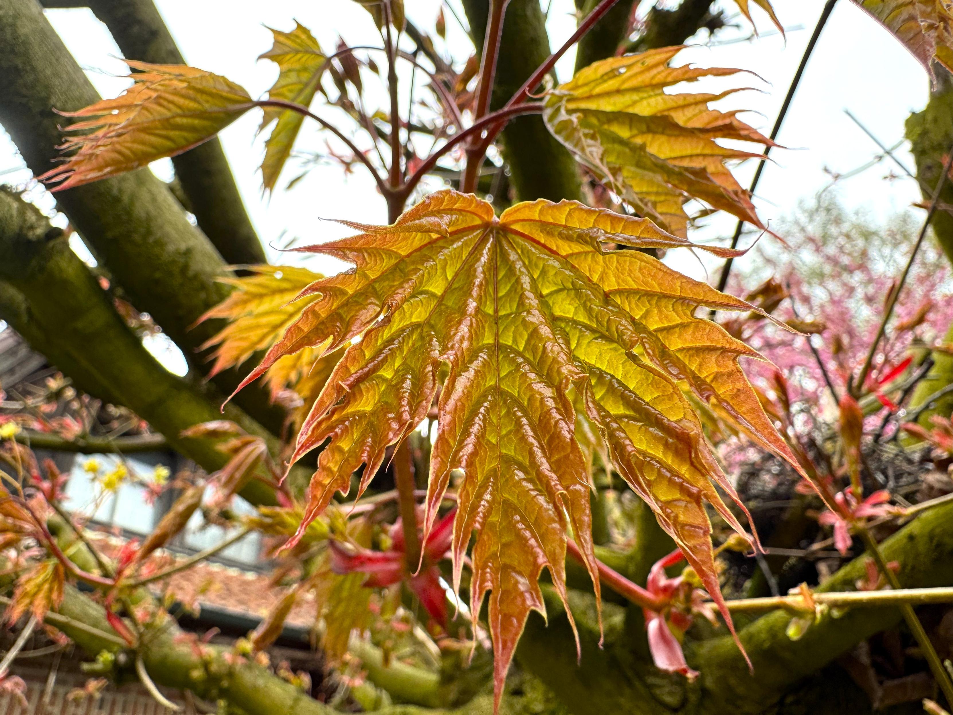 Junge Blätter eines Kugelahorns
13.04.26
