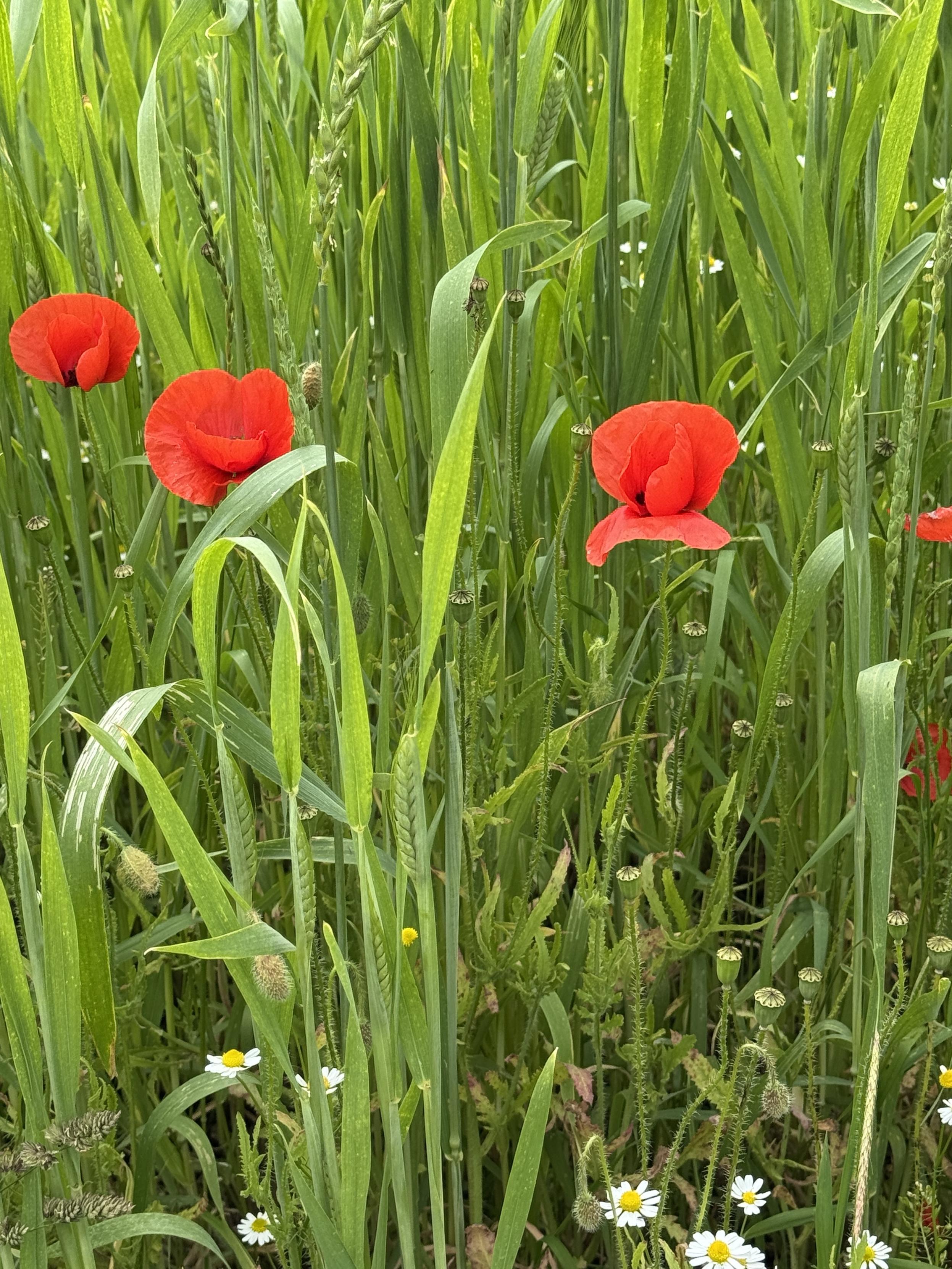 Drei rote Mohnblüten vor einer Wand von grünen Gräsern