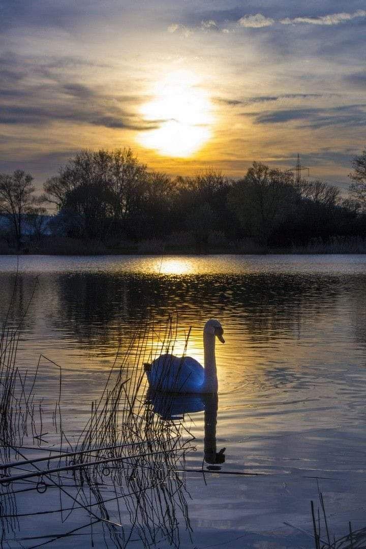 Tiefstehende Sonne über einem See mit Vegetation im Hintergrund, auf dem ein einzelner Schwan schwimmt. 
Quelle: Kevin Jackson, Pinterest