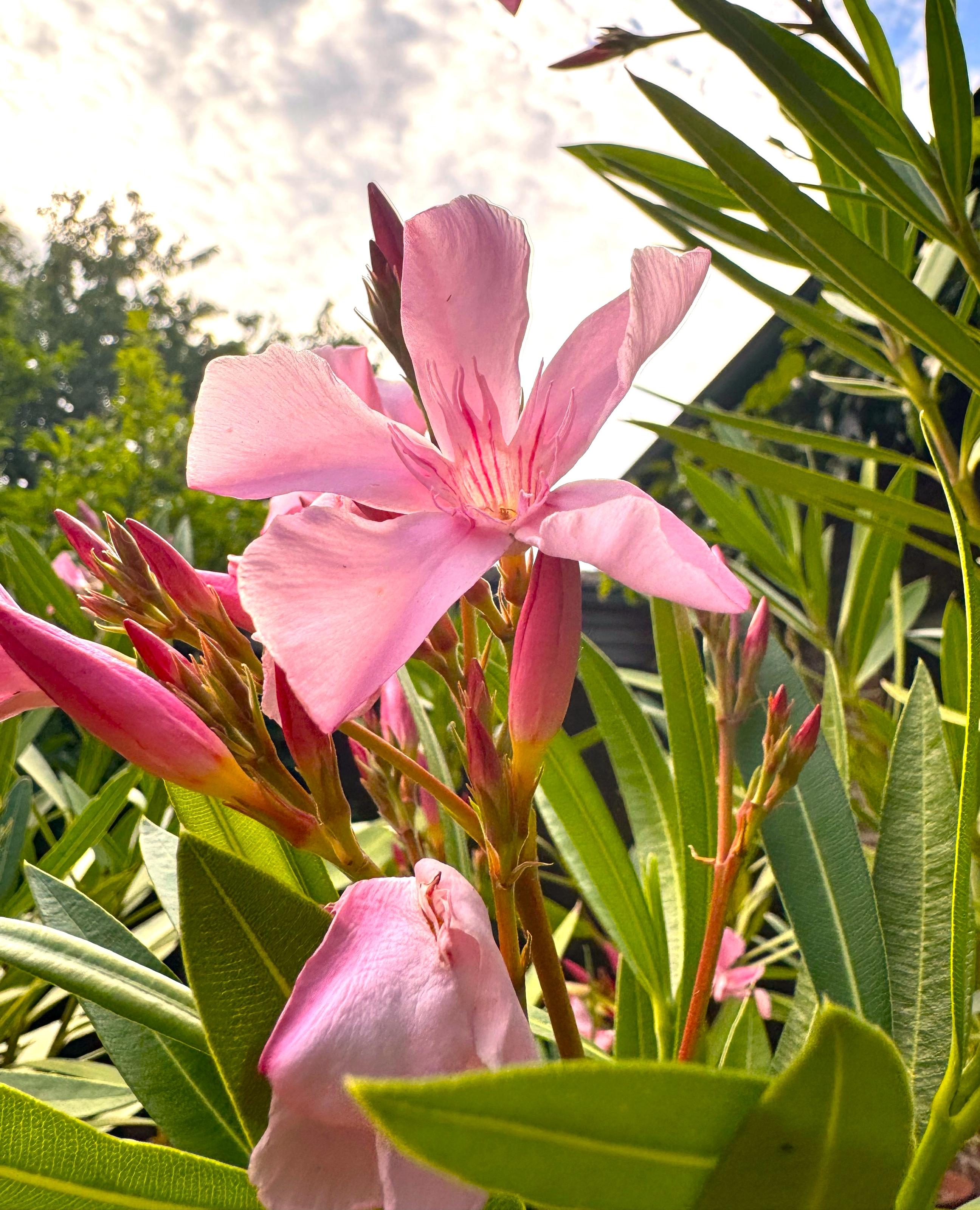 Rosafarbener Oleander, darüber leicht bewölkter Himmel
Foto vom 28.6.26