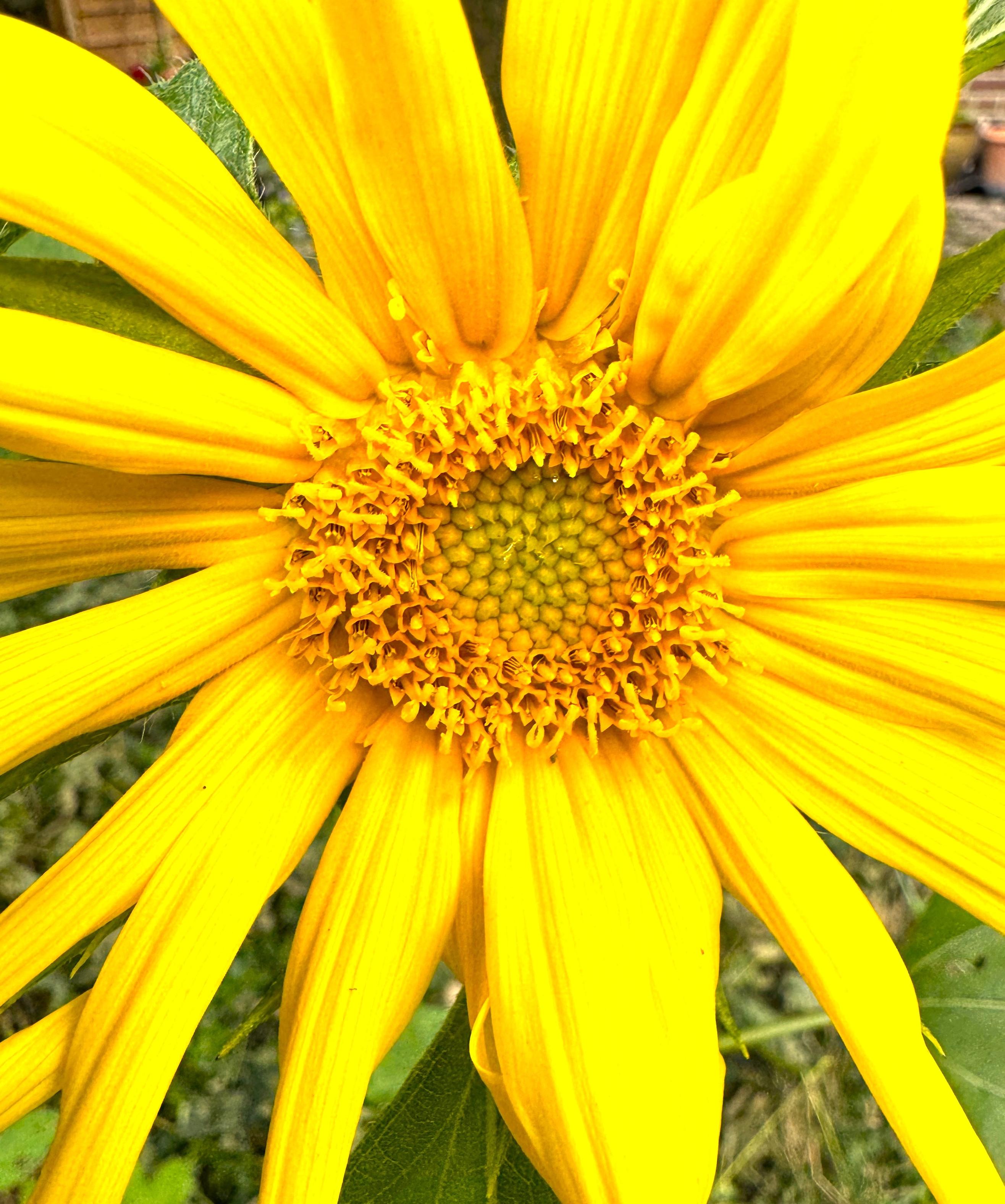 Eine gelbe Blüte, strahlend wie die Sonne
Foto vom 2.7.26