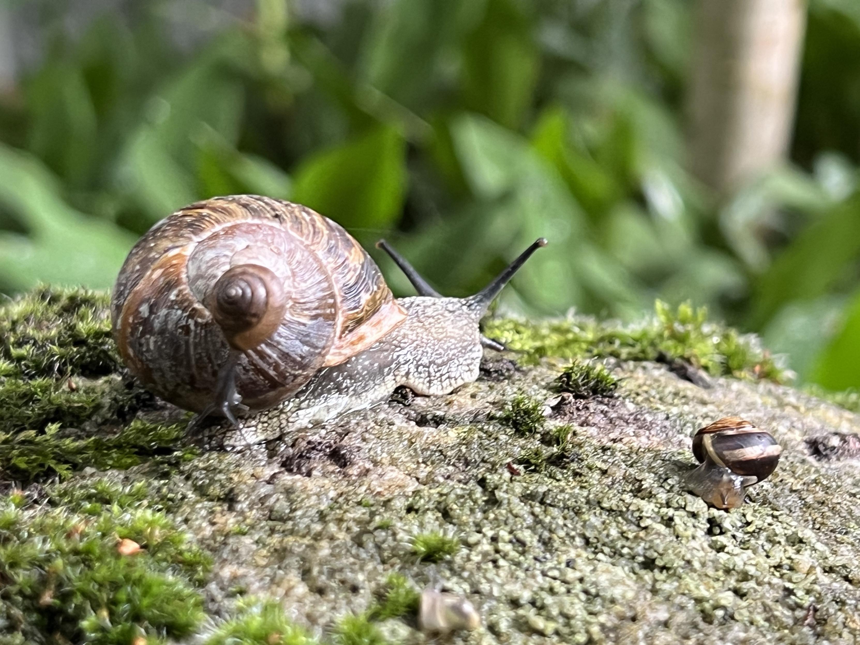 Eine Nahaufnahme von zwei Schnecken auf einer moosbewachsenen Oberfläche, wobei eine größere Schnecke deutlich im Vordergrund zu sehen ist und eine kleinere Schnecke auf dem Gehäuse der großen sitzt. Im Hintergrund ist üppiges grünes Laub zu erkennen.