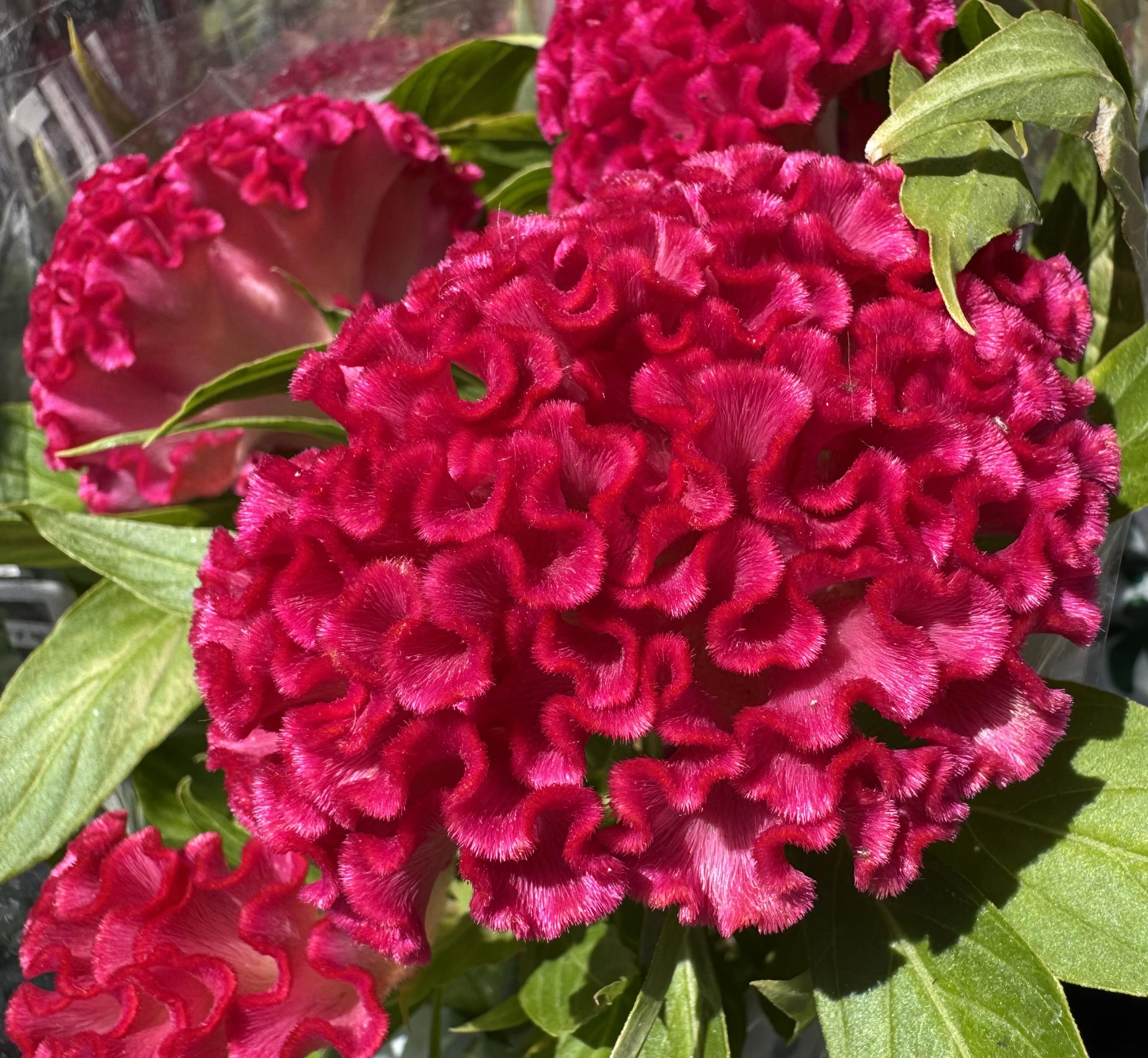 Rote, dick kräuselige Blüten
Foto vom 11. 7. 2026
aufgenommen an einem Blumenstand vor einem Supermarkt